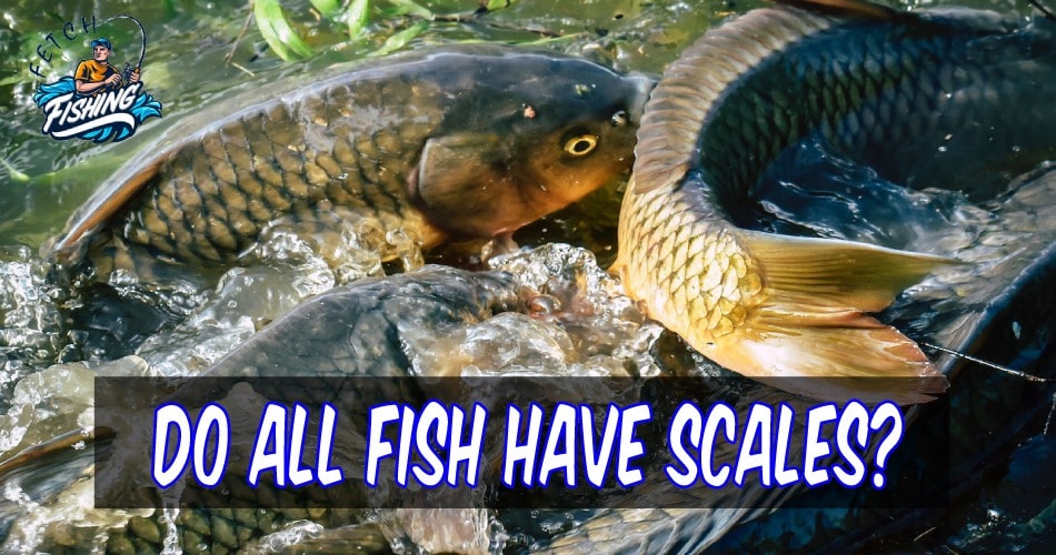 Do all Fish have scale