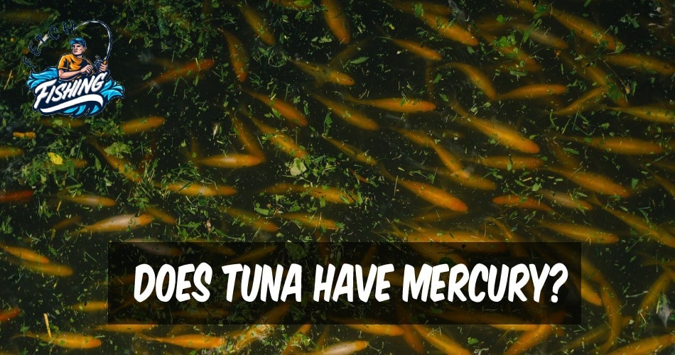 Does Tuna Have Mercury?