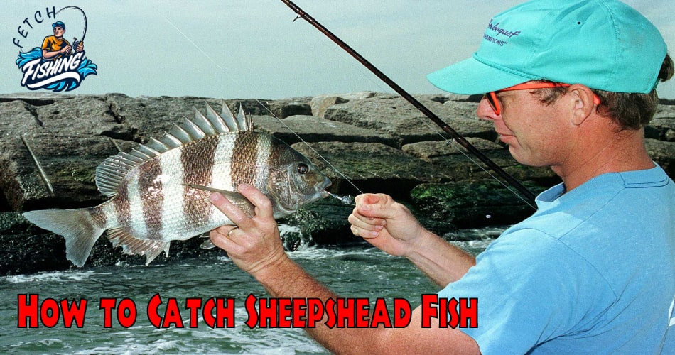 How To Catch Sheepshead Fish 