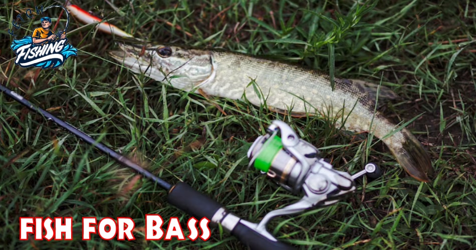 fish for Bass