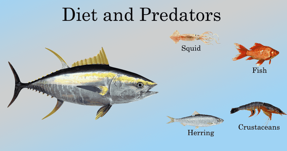 Diet and Predators